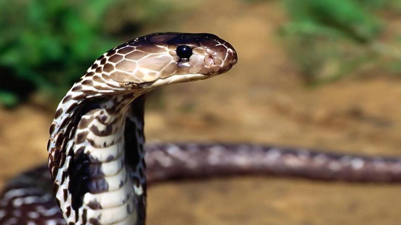 Anak Tewas Digigit Kobra, Ayah Balas Dendam dengan Tangan Kosong