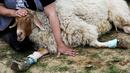 Relawan mengelus domba berkaki palsu di Freedom Farm, Moshav Olesh, Israel, 7 Maret 2019. Freedom Farm merawat babi buta hingga sapi dengan kaki palsu. (REUTERS/Nir Elias)