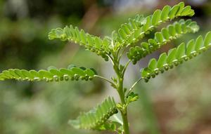 Daun meniran | Via: istimewa