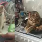 6 Aksi Lucu Kucing di Dapur Ini Curi Perhatian, Bikin Gemas (sumber: Brightside)