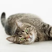 Bukan Minta Digosok Perutnya, Ini Arti Kucing yang Lagi Berbaring Miring