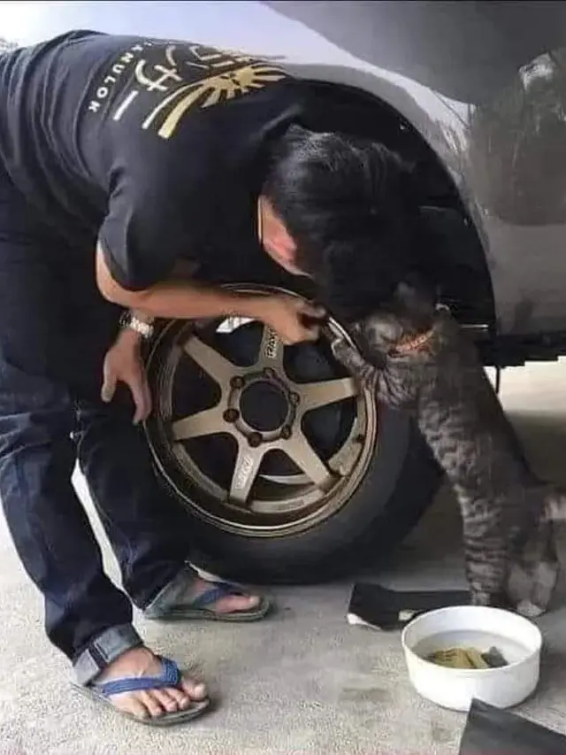Dibersarkan di Bengkel, Ini 7 Potret Kocak Kucing Saat Jadi Mekanik