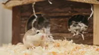 12 Jenis-Jenis Hamster, Karakter, dan Cara Tepat Merawatnya