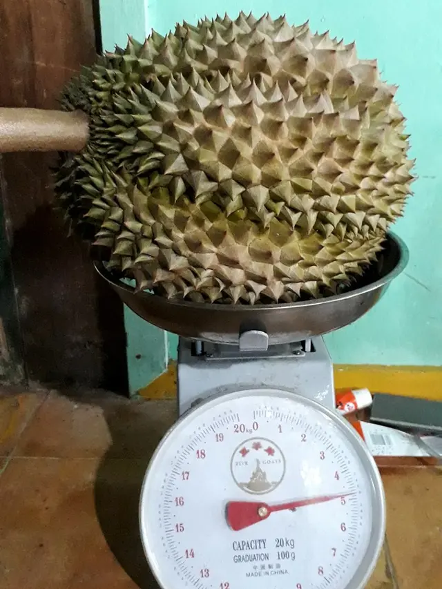 Durian Bawor masak pohon berbobot 5 kilogram. (Foto: Liputan6.com/Muhamad Ridlo)