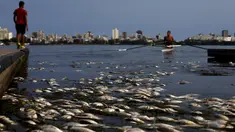 Ribuan ikan mati di arena latihan atlet dayung Laguna Rodrigo de Freitas, Rio de Janeiro, Brasil, Senin (13/4/2015). Ikan-ikan ini  mati akibat air laut dingin yang masuk ke Laguna. (REUTERS/Ricardo Moraes)