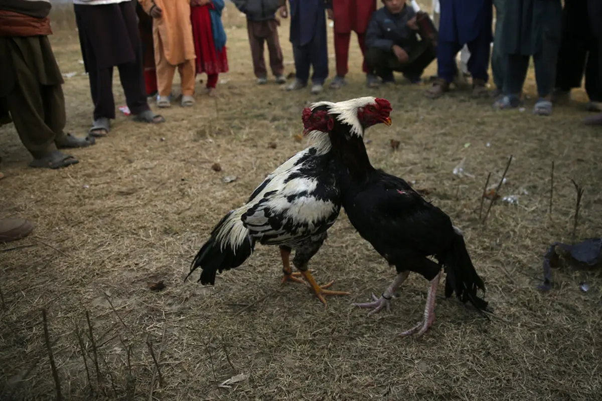 FOTO: Menyaksikan Pertandingan Sabung Ayam di Pakistan