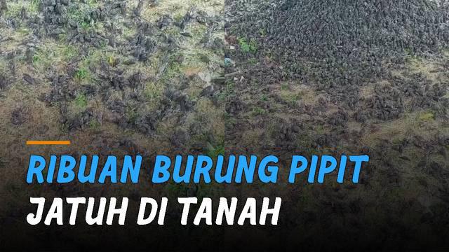 Ribuan burung pipit jatuh dan berhamburan di tanah di wilayah Setra Br Sema Pring, Kabupaten Gianyar.