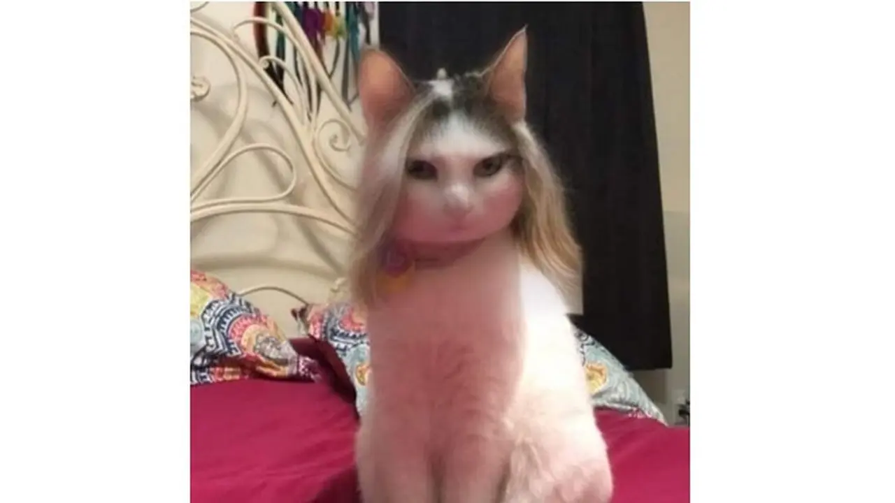 4 Foto Kucing Gunakan Aplikasi Filter Ini Kocak Abis