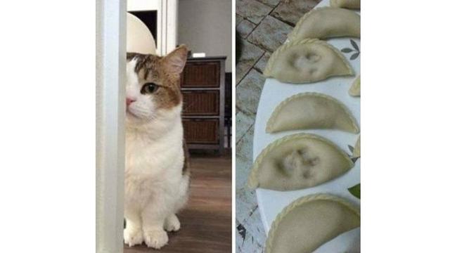 7 Potret Tingkah Laku Kucing Ini Bikin Geleng Kepala