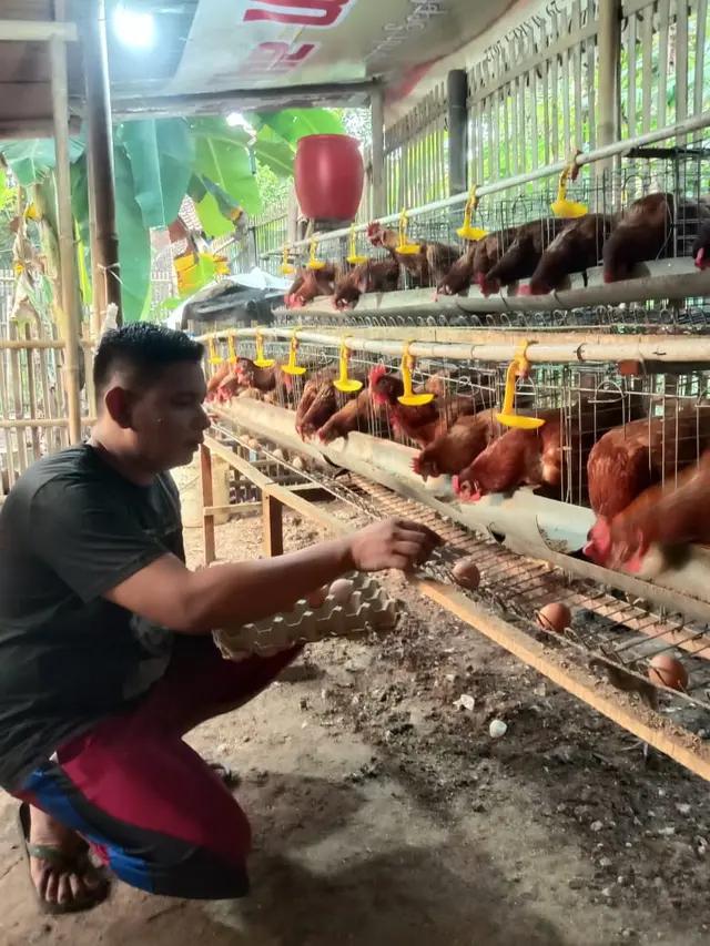 Tips Pelihara Ayam Petelur
