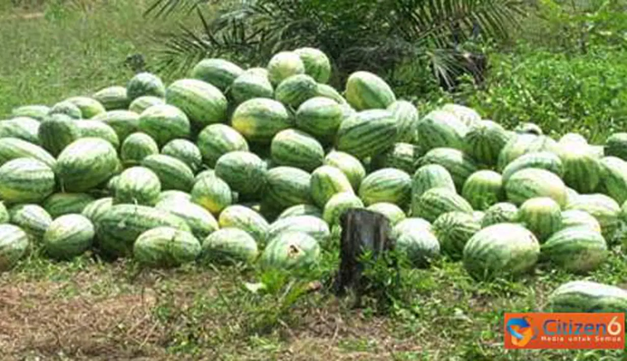 Citizen6, Riau: Masyarakat Dusun Sepadan Makmur, Desa Sei Meranti, Kecamatan Torgamba, Kabupaten Labuhan Batu Selatan, harus membayar 500 ribu untuk mengeluarkan hasil panen mereka lantaran terhalang oleh palang PT Sumatera Riang Lestari. (Pengirim: Nasir