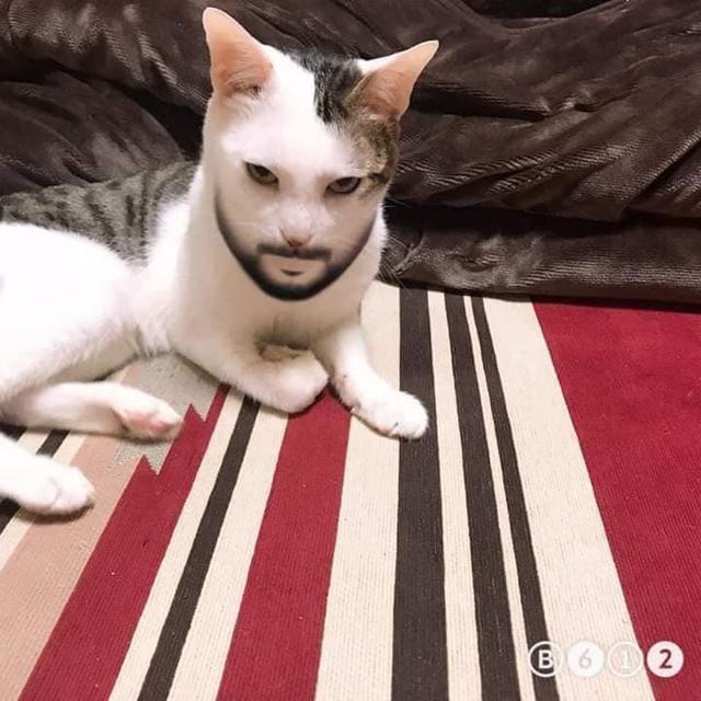 6 Potret Kucing Pakai Filter HP Ini Kocak Banget, Ada-Ada Saja