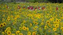 Anggota band militer berjalan melewati ladang bunga matahari di Paju, Korea Selatan, Jumat (23/6/2023). (AP Photo/Lee ​​Jin-man)