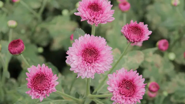 ilustrasi bunga hias/Pramata/shutterstock