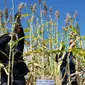 Dinas Pertanian Buleleng memanen perdana sorgum (jagung gembal) di Desa Tegallinggah, Kecamatan Sukasada, Buleleng, Provinsi Bali. Dok Kementan