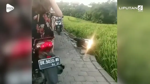 Hilang keseimbangan, dua bule nyemplung ke sawah saat mengendarai motor di Bali.