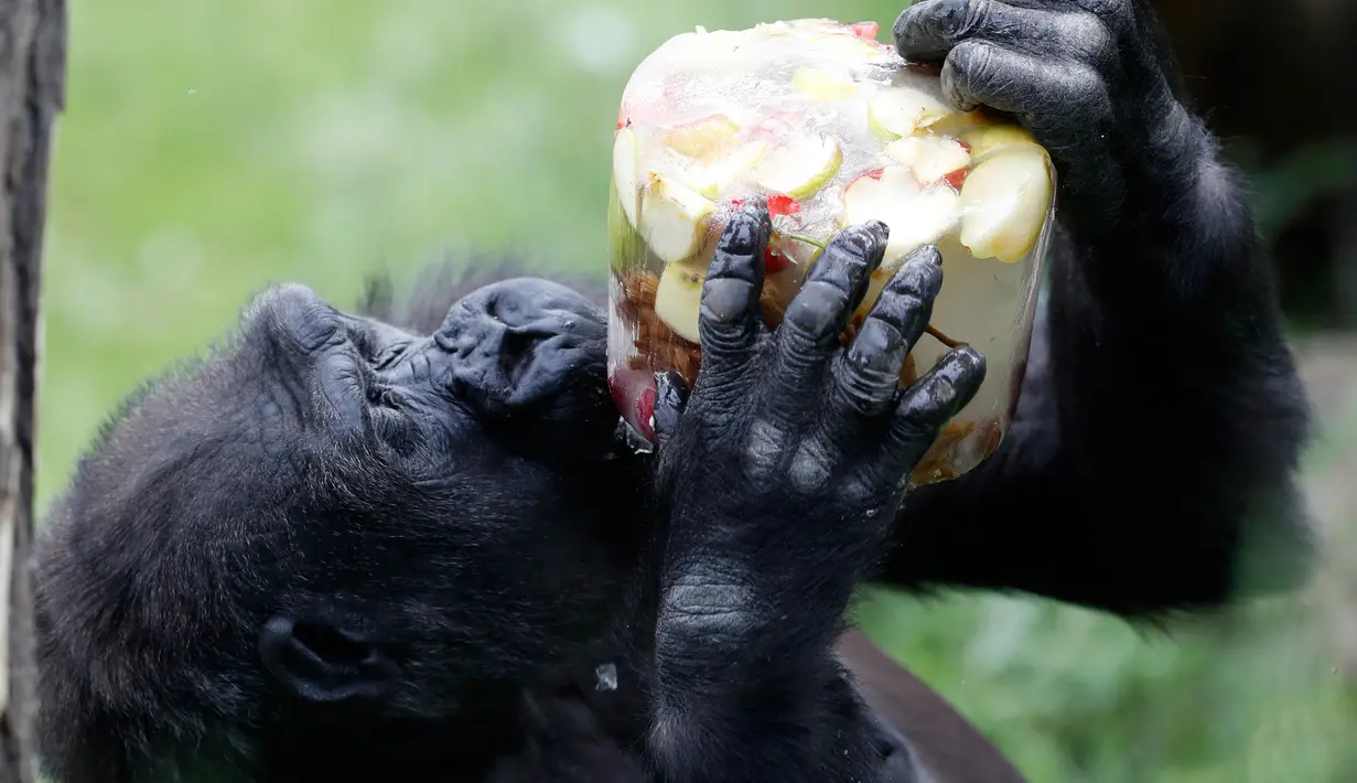 Kijivu, gorila dataran rendah barat, menjilati es krim berisi buah-buahan beku di Kebun Binatang Praha, Republik Ceko, Kamis (6/6/2019). Pengelola kebun bintangan memberikan es krim untuk sejumlah satwa  lantaran wilayah tersebut tengah dilanda cuaca panas. (AP / Petr David Josek)