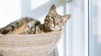 9 Signs That Your Cat is Healthy