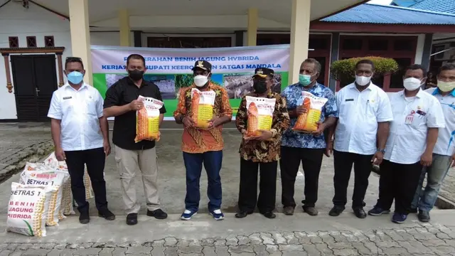 Dukung Food Estate, Kementan Salurkan Puluhan Ton Bibit Jagung ke Keerom