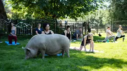 Seekor babi berperut buncit makan rumput Ketika orang-orang berpartisipasi dalam sesi yoga dengan babi selama penggalangan dana amal di The Happy Herd Farm Sanctuary, di British Columbia, Kanada, 26 Juli 2020. (Darryl Dyck/The Canadian Press via AP)