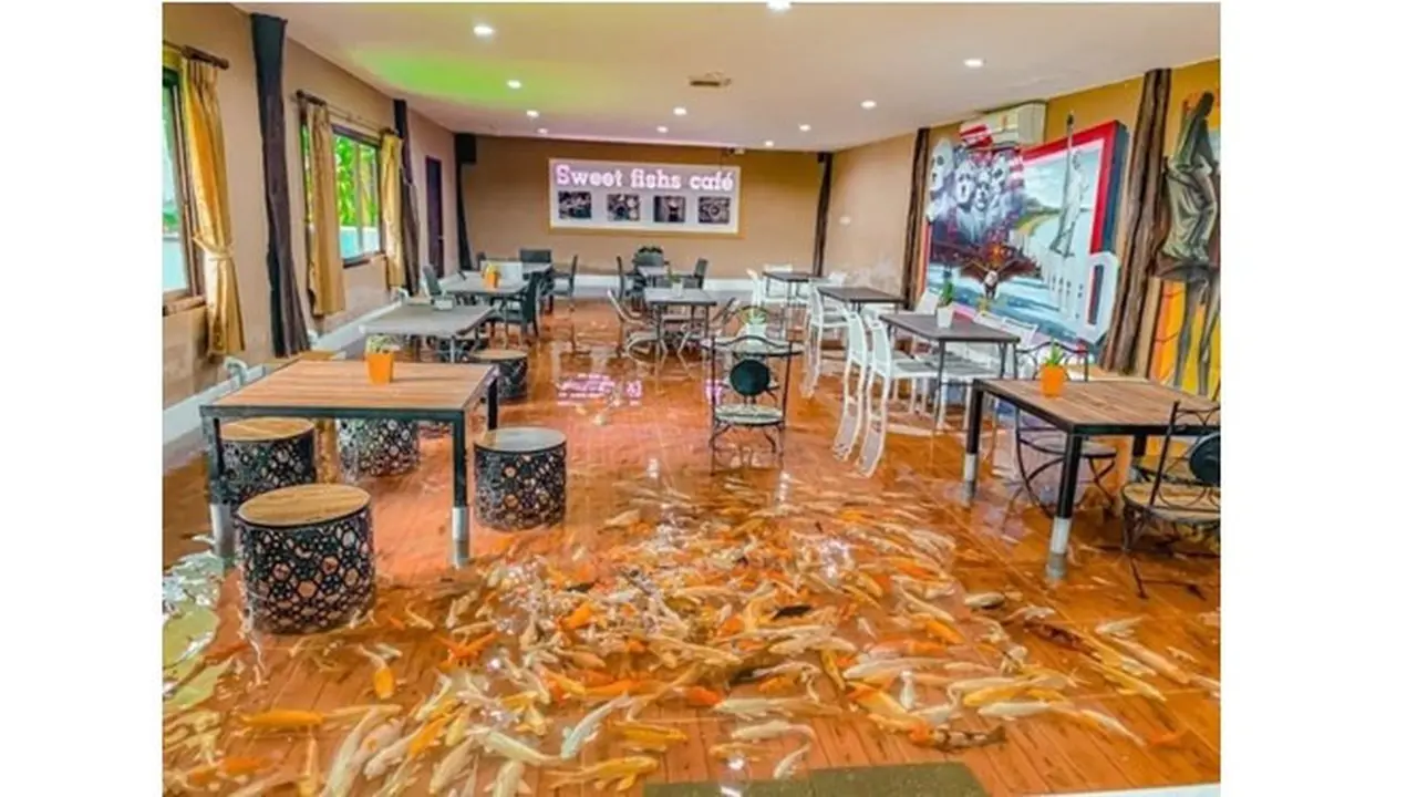 Unik Banget, Kafe Ini Tawarkan Sensasi Ngopi Bersama Puluhan Ikan Koi
