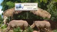Kini ada 2 ekor badak putih (Ceratotherium simum) asal Afrika menjadi penghuni kebun binatang.