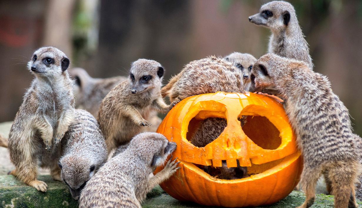 Kawanan Meerkat mencari makanan di dalam buah labu yang diukir, beberapa hari sebelum perayaan Halloween, di kebun binatang Hannover, Jerman, 26 Oktober 2017. (Hauke-Christian Dittrich/dpa via AP)