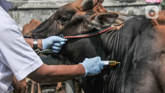 Pemeriksaan Kesehatan Hewan Kurban di Masa Pandem