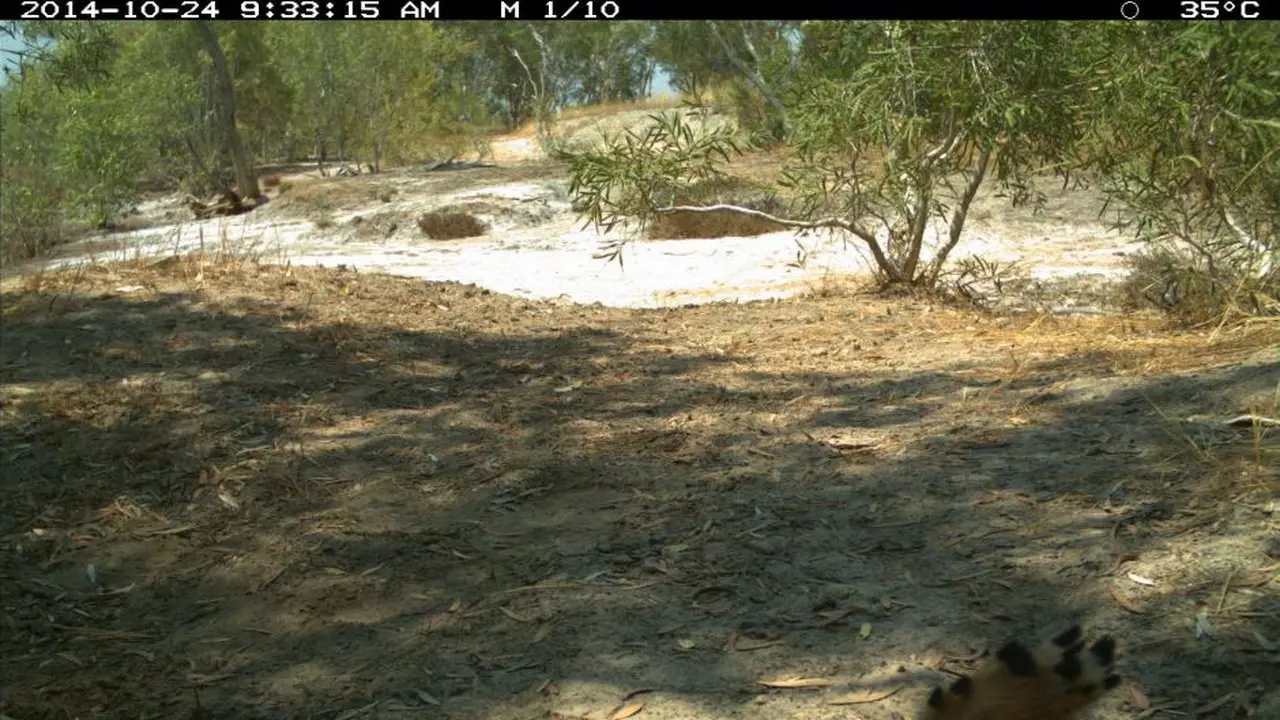 Penampakan Langka Burung Hud-Hud Asal Afrika di Australia Barat