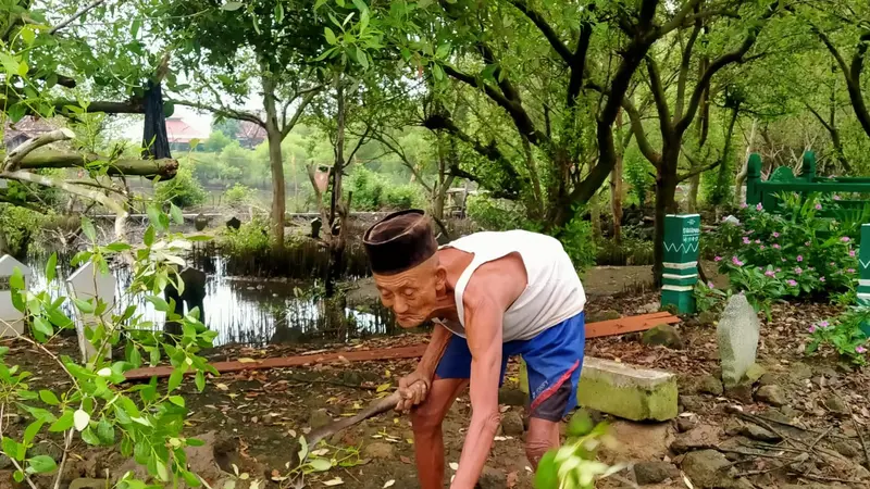 Mbah Ngatemin (78) penjaga makam Dukuh Setro Sayung Demak sedang memangkas mangrove di sekitar makam. (Foto: Liputan6.com/Kusfitria Marstyasih)