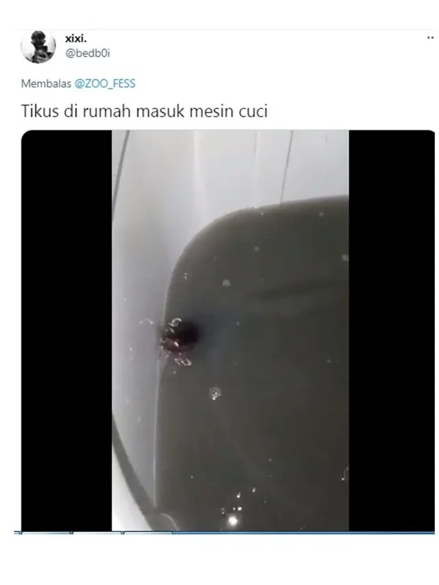 7 Tingkah Laku Tikus saat Tertangkap Kamera Ini Bikin Geleng Kepala