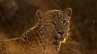 7 Perbedaan Cheetah dan Leopard, Kenali dari Bintik hingga Cara Berburu