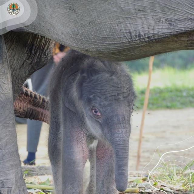 Gajah Nia melahirkan seekor bayi betina yang diberi nama Rizky, di LPG Minas, Riau, Jumat (18/9/2020). (Foto: IG @KementerianLHK)