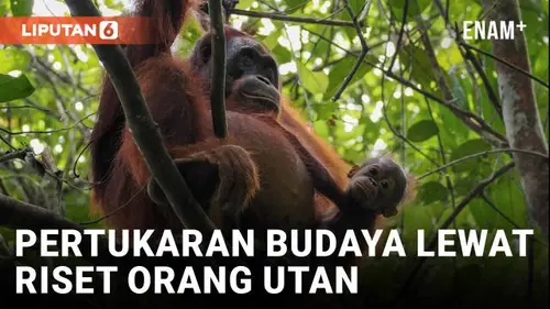 VIDEO: Mempelajari Pertukaran Budaya Amerika dan Indonesia, Melalui Riset Orang Utan