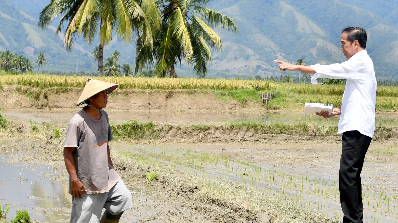 Presiden Joko Widodo atau Jokowi melihat panen raya padi di Desa Pandere, Kecamatan Gumbasa, Kabupaten Sigi, Sulawesi Tengah.