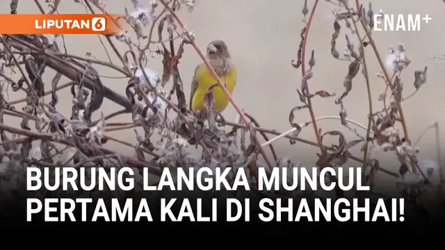 Burung Langka Asia Tengah Muncul Pertama Kali di Shanghai