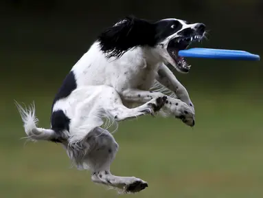 Seekor anjing menangkap frisbee dalam kompetisi frisbee anjing di Moskow, Minggu (13/9). Anjing dan pemiliknya ambil bagian dalam berbagai kategori jarak dan tes akurasi pada kompetisi untuk menilai keterampilan frisbee mereka. (REUTERS/Sergei Karpukhi)