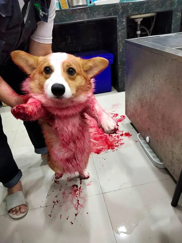 Seekor anjing menumpahkan sirup yang berakhir bikin pemilik panik.