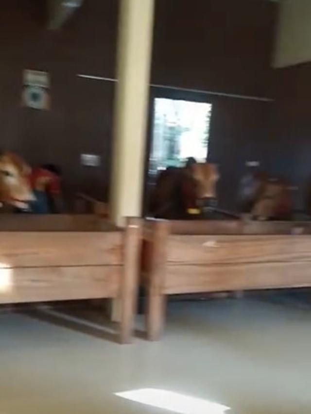 Viral Kandang Sapi di Dalam Rumah Mewah, Enggak Bakal Kepanasan