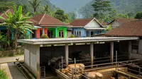 Usaha Ternak Sapi Modal Terjangkau, Skala Kecil dan Cocok untuk Pemula