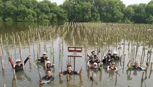 1.600 Mangrove di Pesisir Jawa Barat dan Jakarta Jadi Benteng Hadapi Krisis Iklim