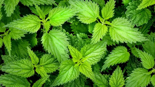 Daun jelatang