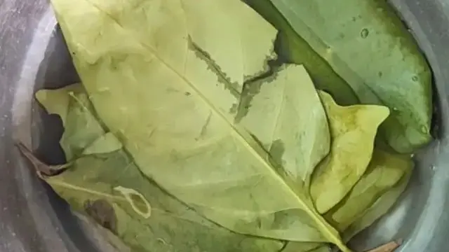 daun salam