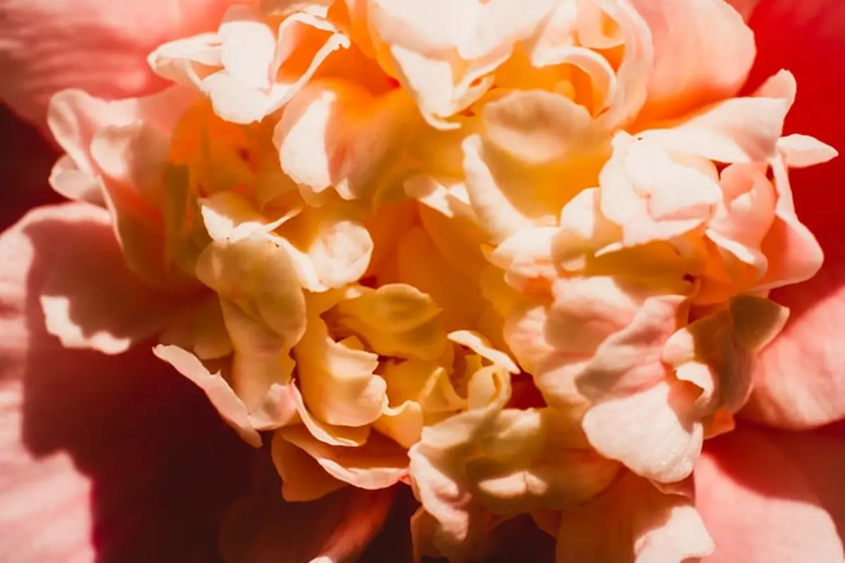 Ilustrasi Camellia