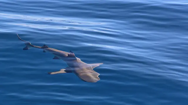 Ilustrasi Hiu Blacktip