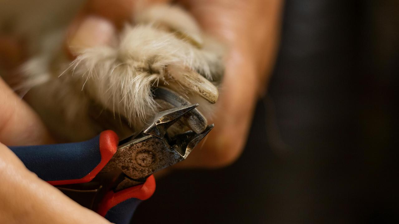Dog Nail Trimming