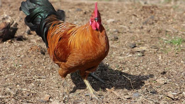 Ilustrasi ayam jantan