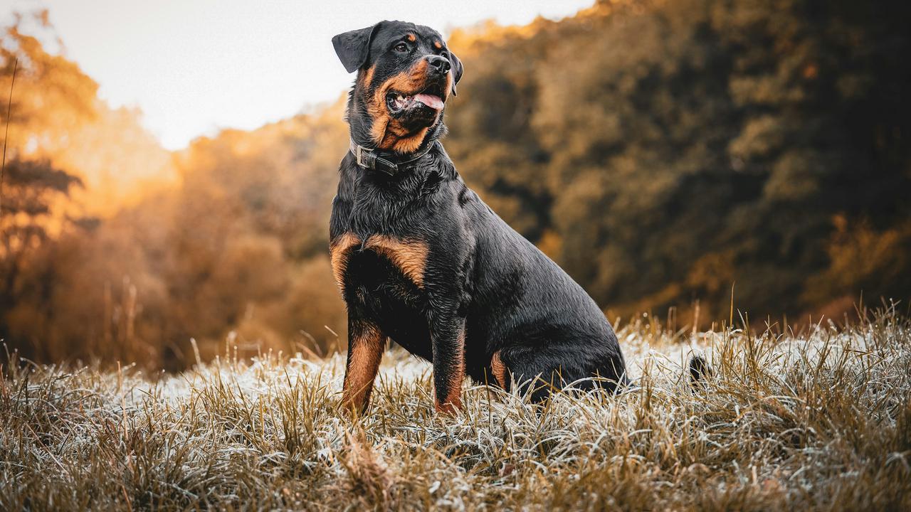 Rottweiler