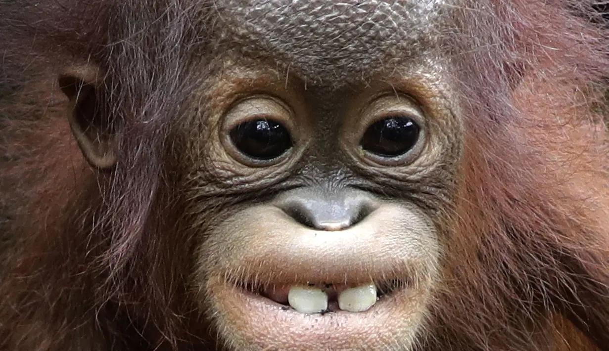 Khansa, orangutan Australia berusia delapan bulan yang terancam punah menunjukkan dua gigi depannya, di Kebun Binatang Singapura, Kamis, (11/1). Ini adalah kelahiran orangutan ke-46 yang terjadi di kebun binatang. (AP Photo/Wong Maye-E)