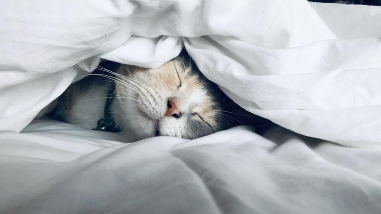 Ilustrasi hewan peliharaan